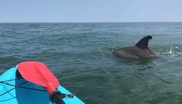 dolphin boat ride Virginia Beach