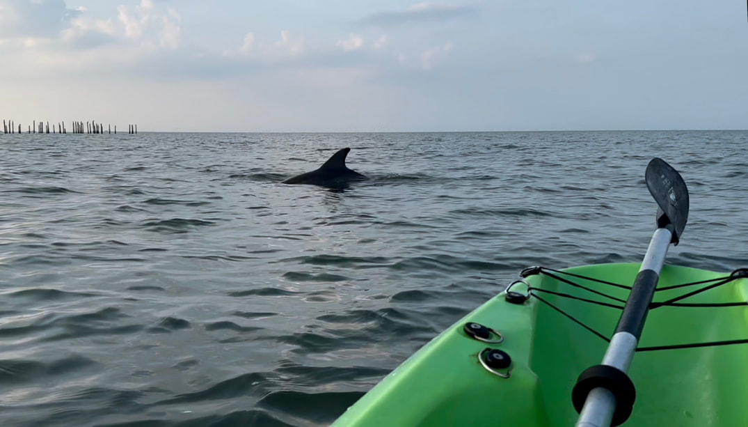 Dolphin watching kayaking in Virginia Beach