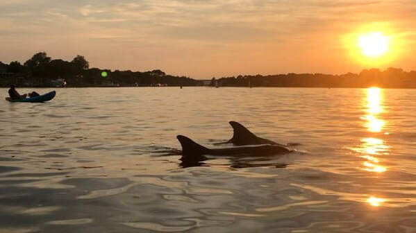 dolphin boat tour Virginia Beach