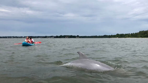 dolphin boat ride